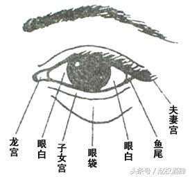 丹鳳眼面相|丹鳳眼面相圖解